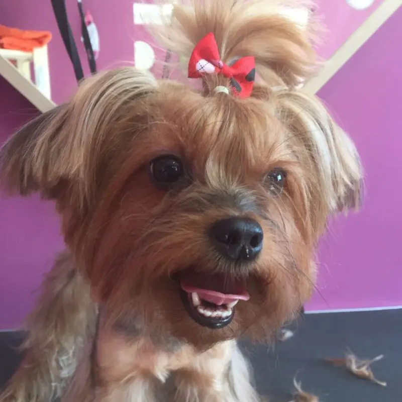 Pet Rubber Band Beautiful Fashion Dog Accessories Color Mixing Pet Bow Cute Dog Bowknot Rubber Band Universal Pet Flower Head
Pet Rubber Band Beautiful Fashion Dog Accessories Color Mixing Pet Bow Cute Dog Bowknot Rubber Band Universal Pet Flower Head