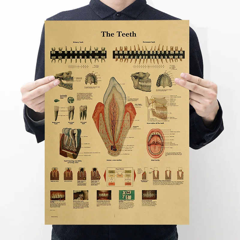 Human Body Structure Teeth Illustration Retro Kraft Paper Posters Home Decor Painting Wall Stickers Teaching Science Gift51*35CM
Human Body Structure Teeth Illustration Retro Kraft Paper Posters Home Decor Painting Wall Stickers Teaching Science Gift51*35CM