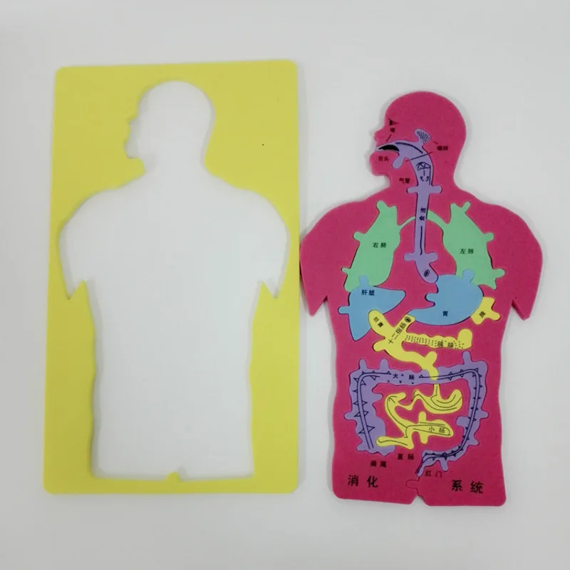 Toy Technology To Produce Internal Puzzle Model Experiment Cognitive Large DIY Digestive System In Human Organs Popular2021
Toy Technology To Produce Internal Puzzle Model Experiment Cognitive Large DIY Digestive System In Human Organs Popular2021