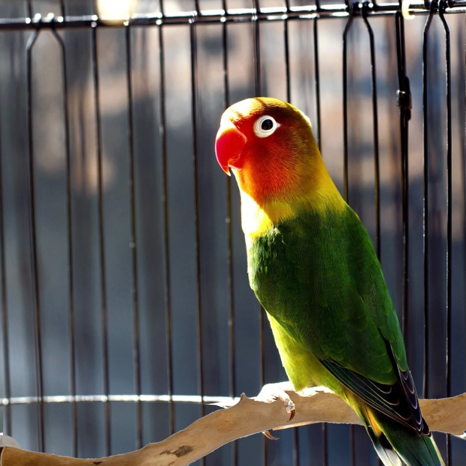 Parrot standing pole tree branch stand frame Wooden bird stand stick parrot toy bird cage accessory bird toy Natural
Parrot standing pole tree branch stand frame Wooden bird stand stick parrot toy bird cage accessory bird toy Natural