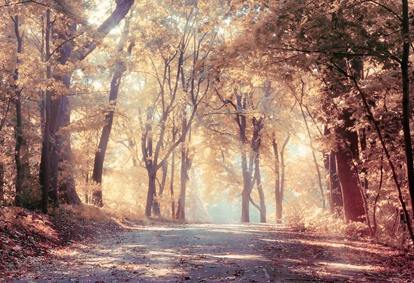Forest scenery funds photography background vinyl fotografia fairy tale photo backdrops for photo studio props photophone lv-799
Forest scenery funds photography background vinyl fotografia fairy tale photo backdrops for photo studio props photophone lv-799