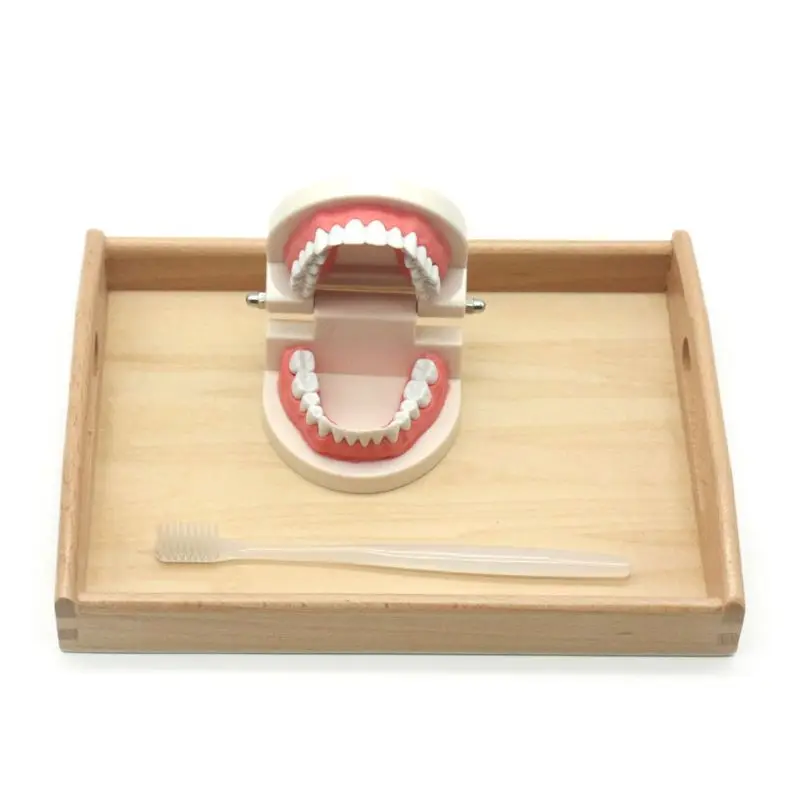Kids Learning Brushing Tooth Aids Toddler Practical Life Simulated Tooth Toys XX9E
Kids Learning Brushing Tooth Aids Toddler Practical Life Simulated Tooth Toys XX9E