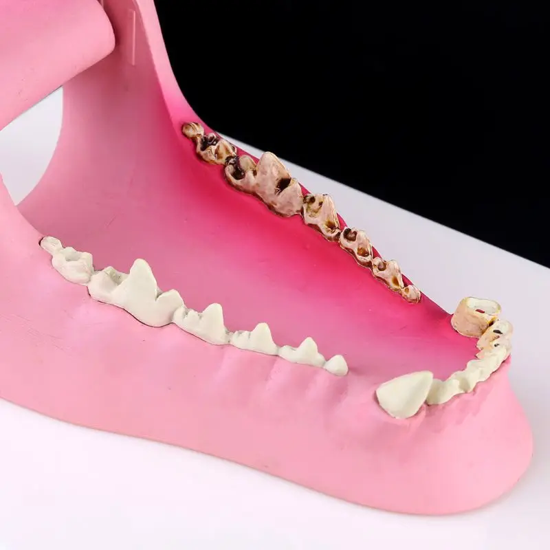 Dog Tooth Anatomy Model Canine Veterinary Animal Skeleton Veterinary Teaching
Dog Tooth Anatomy Model Canine Veterinary Animal Skeleton Veterinary Teaching