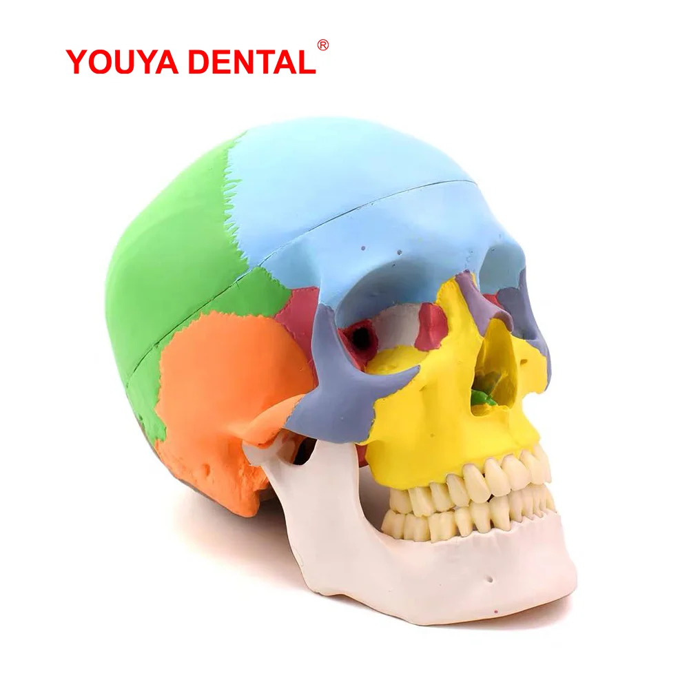 Human Adult Skull Anatomical Model With Full Dental Teeth Model Medical Anatomy Removable Skull Cap For Tooth Teaching Studying
Human Adult Skull Anatomical Model With Full Dental Teeth Model Medical Anatomy Removable Skull Cap For Tooth Teaching Studying