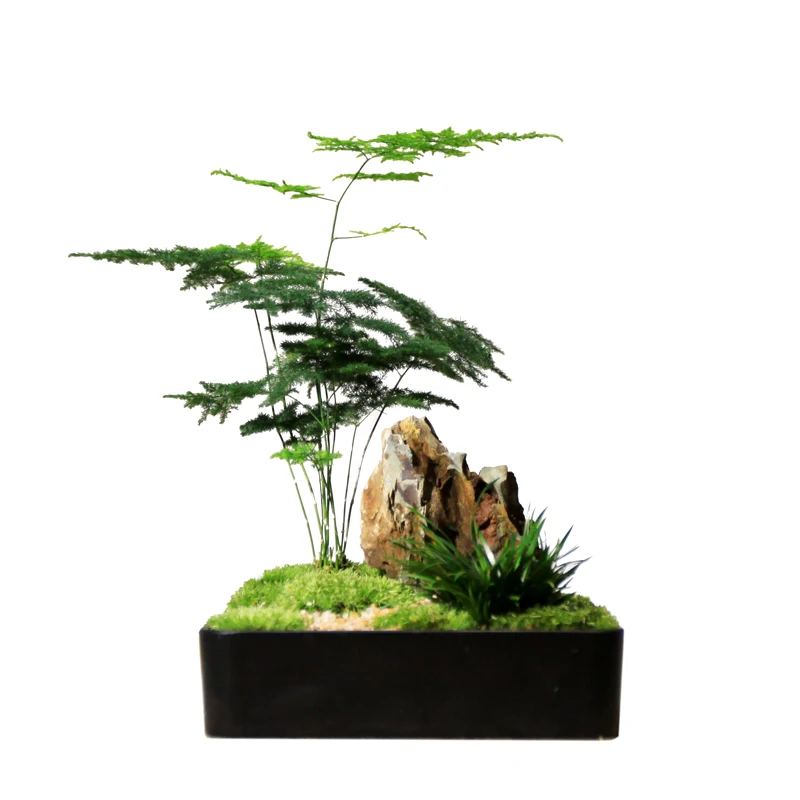 Asparagus Fern Potted Modeling Indoor Office Tea Table Desktop Moss Decoration Japanese Chinese Bamboo Small Bonsai Plant
Asparagus Fern Potted Modeling Indoor Office Tea Table Desktop Moss Decoration Japanese Chinese Bamboo Small Bonsai Plant