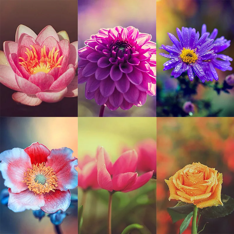 Diamond Painting 5D Diamonds DIY Flower Cross Stitch Full Round Drill Embroidery Colorful Handmade Home Room Wall Decor
Diamond Painting 5D Diamonds DIY Flower Cross Stitch Full Round Drill Embroidery Colorful Handmade Home Room Wall Decor