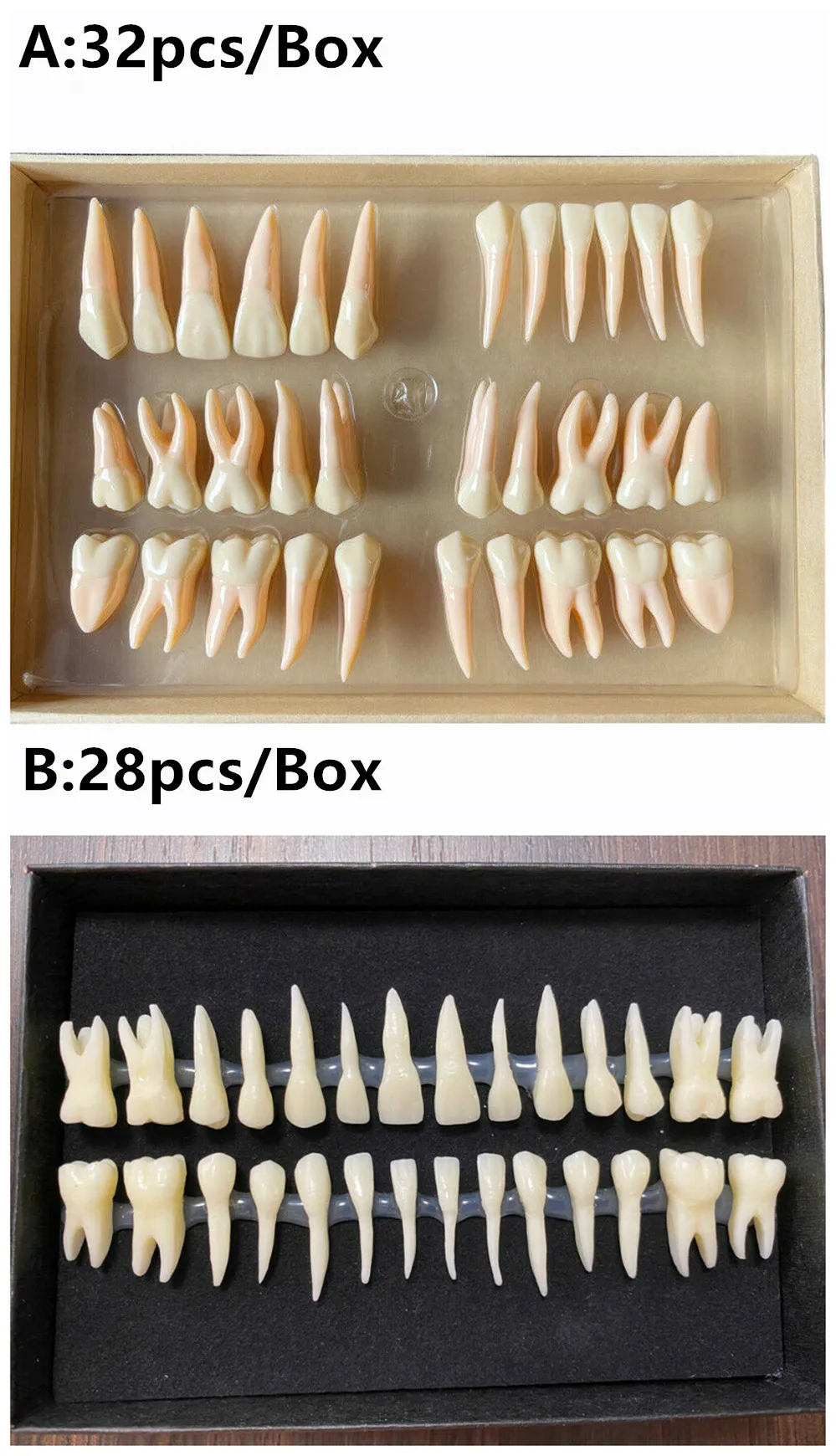 28/32Pcs Teeth Tooth Adult Full Mouth Model Dental School Dentist Study Teaching 2.5 Times
28/32Pcs Teeth Tooth Adult Full Mouth Model Dental School Dentist Study Teaching 2.5 Times