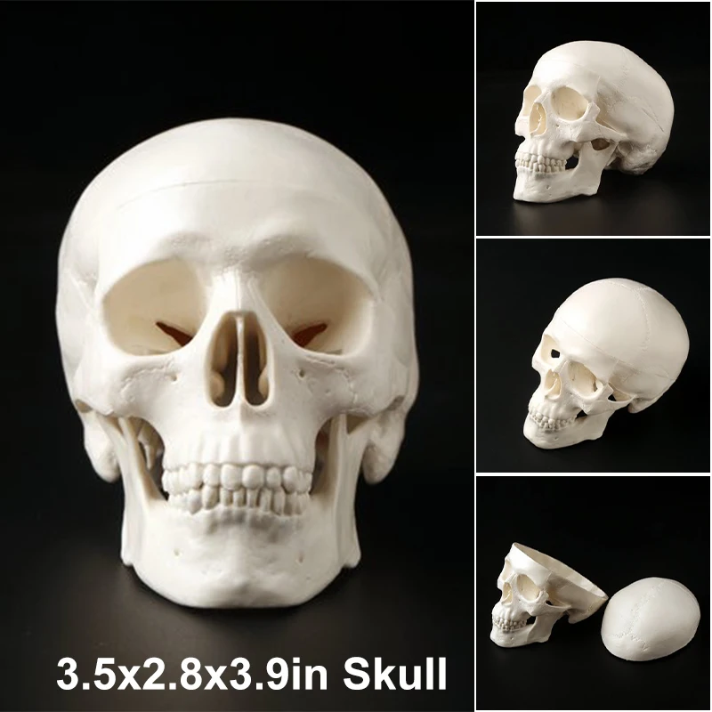 Human Skull Model Resin Teaching Model Skull Detachable School Educational Human Head Skull Model Teaching Supplies
Human Skull Model Resin Teaching Model Skull Detachable School Educational Human Head Skull Model Teaching Supplies