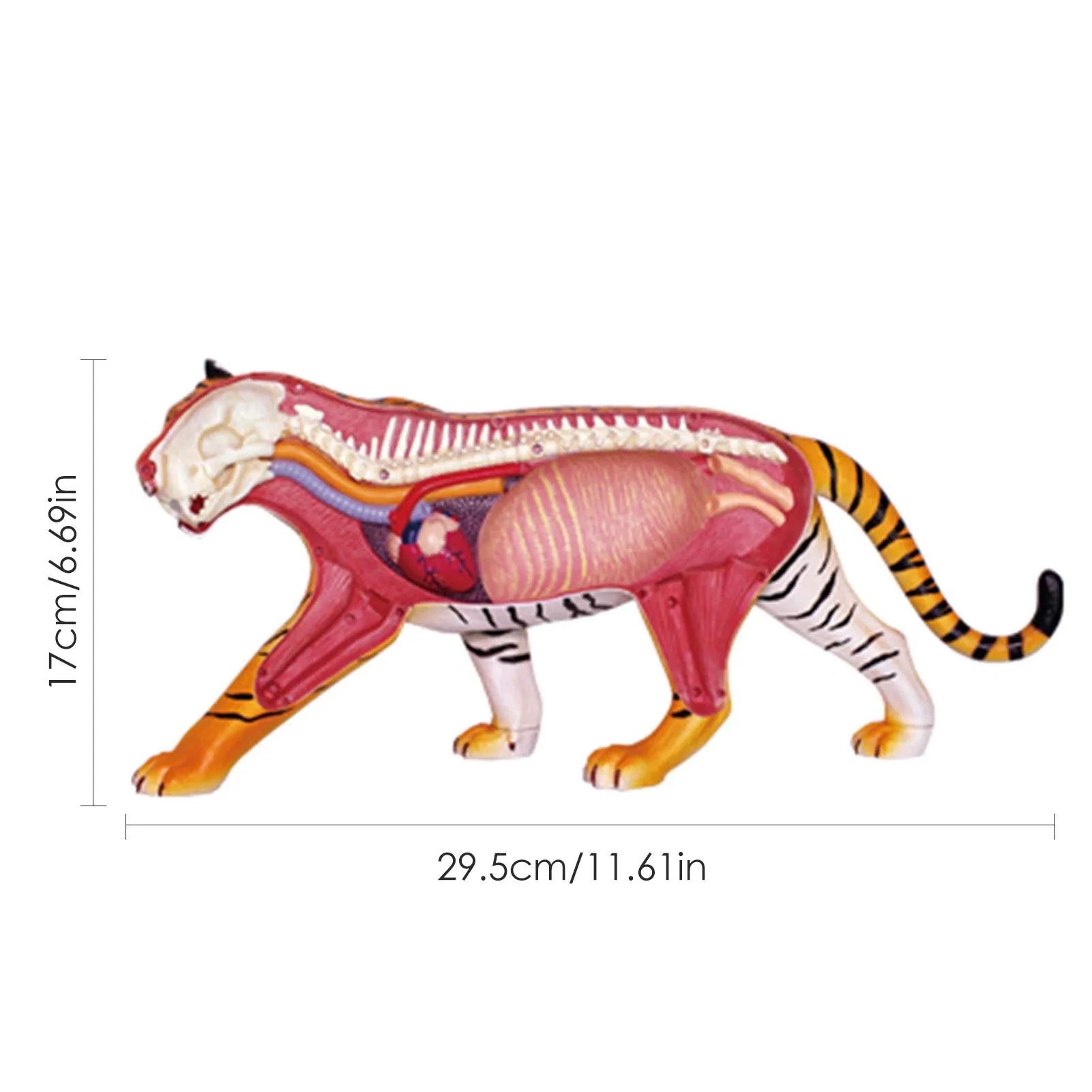 4D Assembled Toy Exquisite Medical Animal 29.5*17*6cm Teaching Model Tool Teaching Model For Anatomical Medicine
4D Assembled Toy Exquisite Medical Animal 29.5*17*6cm Teaching Model Tool Teaching Model For Anatomical Medicine