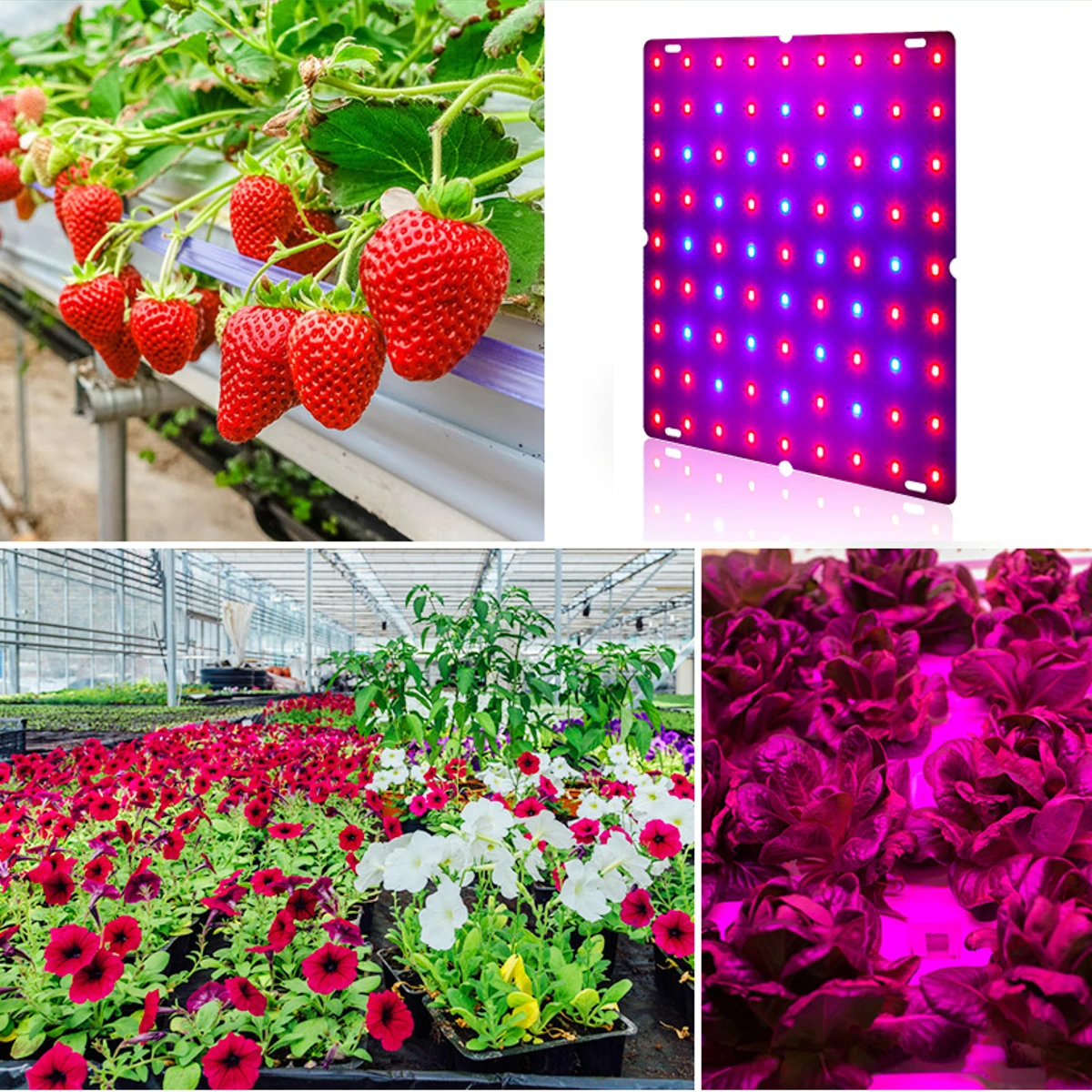 81/169 LEDs 2000W 3000W Indoor LED Grow Light Plant Growing Lamp Red Blue Full Spectrum For Indoor Hydroponic Plant
81/169 LEDs 2000W 3000W Indoor LED Grow Light Plant Growing Lamp Red Blue Full Spectrum For Indoor Hydroponic Plant