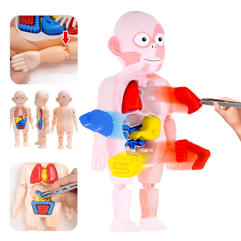 Фото Игрушки Монтессори модель человеческого тела 3D пазл анатомия игрушка обучающий