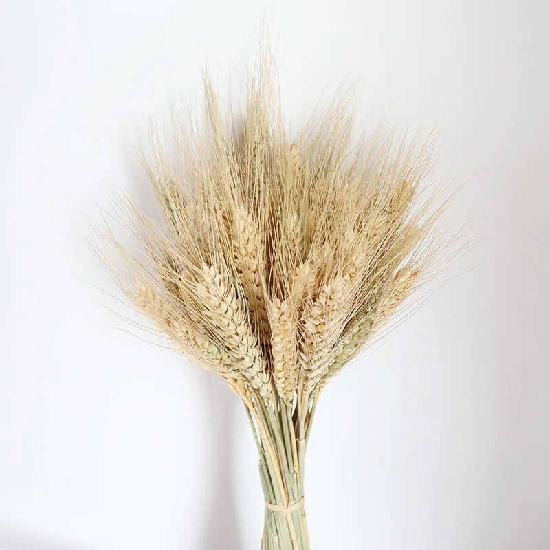 Hot-Selling 50pcs Wheat Barley Golden Long-Term Real Natural Preserved Dried Flower Home Wedding Bussiness Openning Decoration
Hot-Selling 50pcs Wheat Barley Golden Long-Term Real Natural Preserved Dried Flower Home Wedding Bussiness Openning Decoration