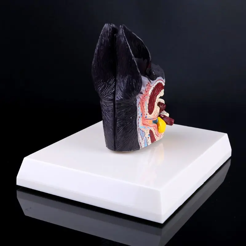 Dog Ear Lesion Animal Anatomical Model Veterinary Science Aids Teaching Research 95AF
Dog Ear Lesion Animal Anatomical Model Veterinary Science Aids Teaching Research 95AF