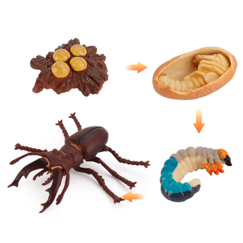 

NEW PVC Simulation Insect Plant Growth Seed Solid Soybean Toy Figures Mini Figures Toy Science Education For Baby Early Toy Gift