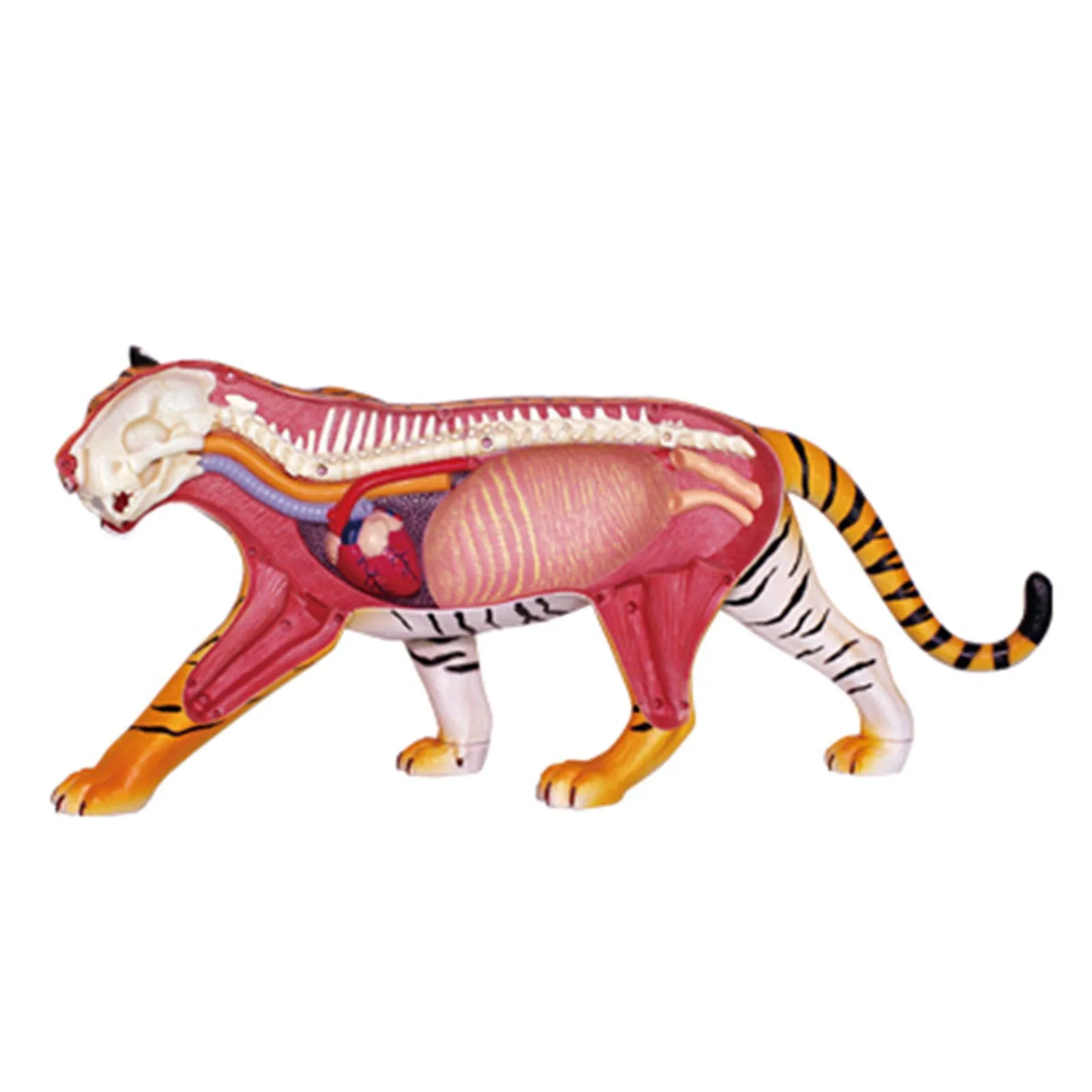 4D Animal Puzzle Assembly Toys Animal Tiger Organ Skeleton Anatomy Medical Teaching Model For Children
4D Animal Puzzle Assembly Toys Animal Tiger Organ Skeleton Anatomy Medical Teaching Model For Children