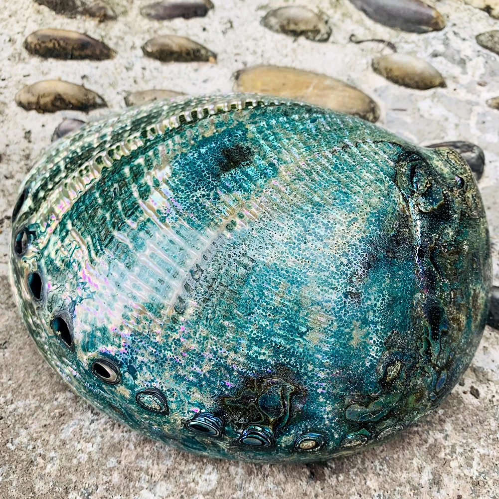 Большая Натуральная Полировка морской раковины, Мексиканский океан Калифорния, шоу пауы, домашний аквариум, украшение для украшения ландша... 
Большая Натуральная Полировка морской раковины, Мексиканский океан Калифорния, шоу пауы, домашний аквариум, украшение для украшения ландша...