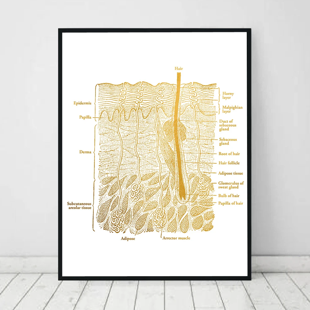 Anatomy Dissection Skin Anatomical Charts Posters Laminated Canvas Print Wall Pictures For Medical Education Doctor Home Decor
Anatomy Dissection Skin Anatomical Charts Posters Laminated Canvas Print Wall Pictures For Medical Education Doctor Home Decor