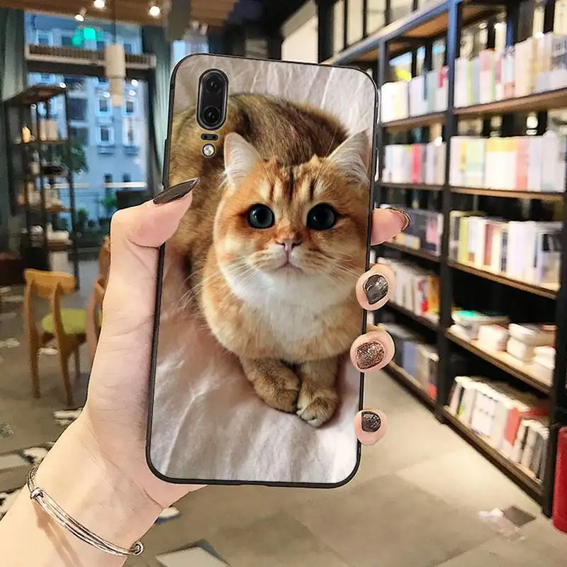 Webbedepp British Shorthair cat Phone Case Cover Fundas For Huawei Y5 Y6 II Y7 Y9 PRIME 2018 2019 NOVA3E P20 PRO P10 Honor 10
Webbedepp British Shorthair cat Phone Case Cover Fundas For Huawei Y5 Y6 II Y7 Y9 PRIME 2018 2019 NOVA3E P20 PRO P10 Honor 10