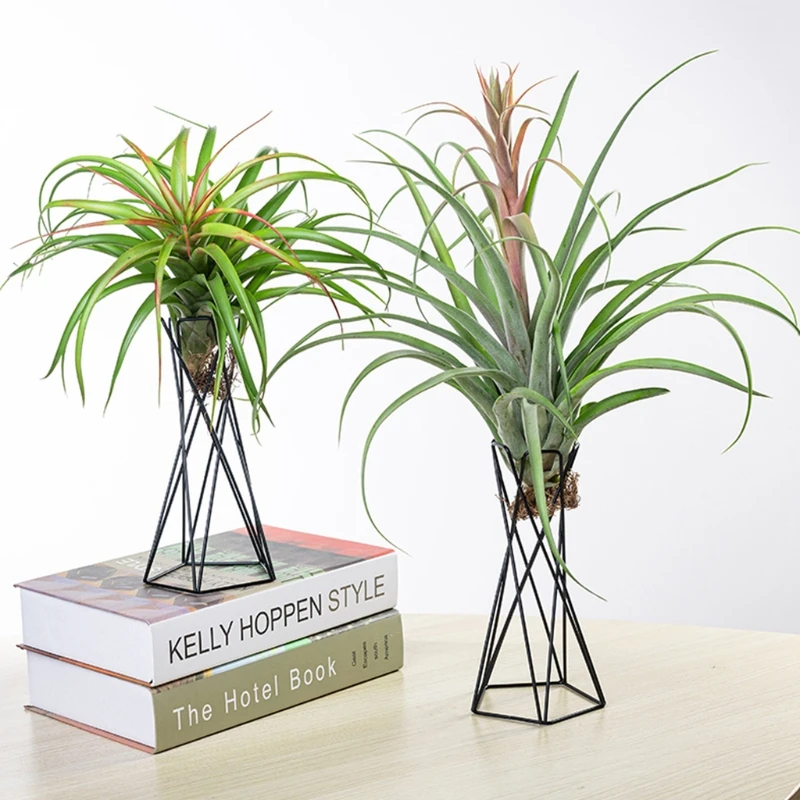 Nordic Style Air Plant Holder Metal Flower Pot Stand Geometric Iron Tillandsia Holder Table Home Garden Ornaments Home Decoratio
Nordic Style Air Plant Holder Metal Flower Pot Stand Geometric Iron Tillandsia Holder Table Home Garden Ornaments Home Decoratio