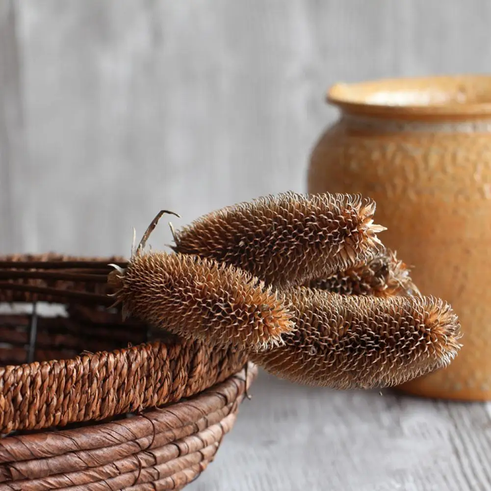 Natural Dried Flowers Golden Ball Acorn Pine Wheat Wedding Christmas Decor Cotton Home Arrangement Floral Decor Photography Z8c1
Natural Dried Flowers Golden Ball Acorn Pine Wheat Wedding Christmas Decor Cotton Home Arrangement Floral Decor Photography Z8c1