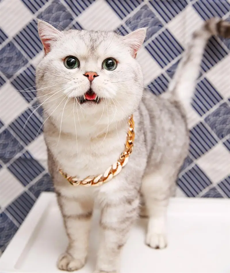 Pet Dog Cat Chain Collar Puppy Necklace Personalized 36cm Rose Gold Chain Powerful Plastic For Dogs Jewelry Pet Accessories
Pet Dog Cat Chain Collar Puppy Necklace Personalized 36cm Rose Gold Chain Powerful Plastic For Dogs Jewelry Pet Accessories