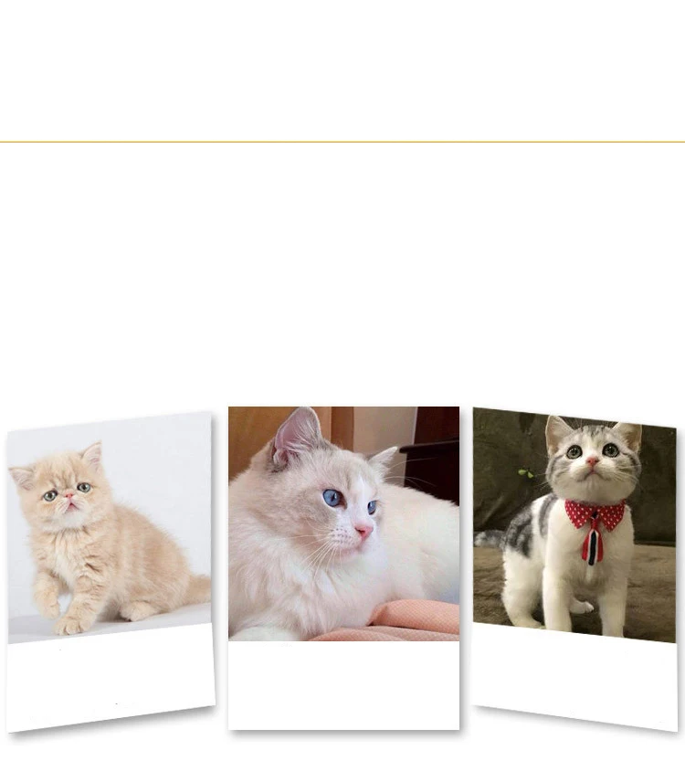Dog Pet Grooming Glove Silicone Cats Brush Comb Deshedding Hair Gloves Dogs Bath Cleaning Supplies Animal Combs by PROSTORMER
Dog Pet Grooming Glove Silicone Cats Brush Comb Deshedding Hair Gloves Dogs Bath Cleaning Supplies Animal Combs by PROSTORMER