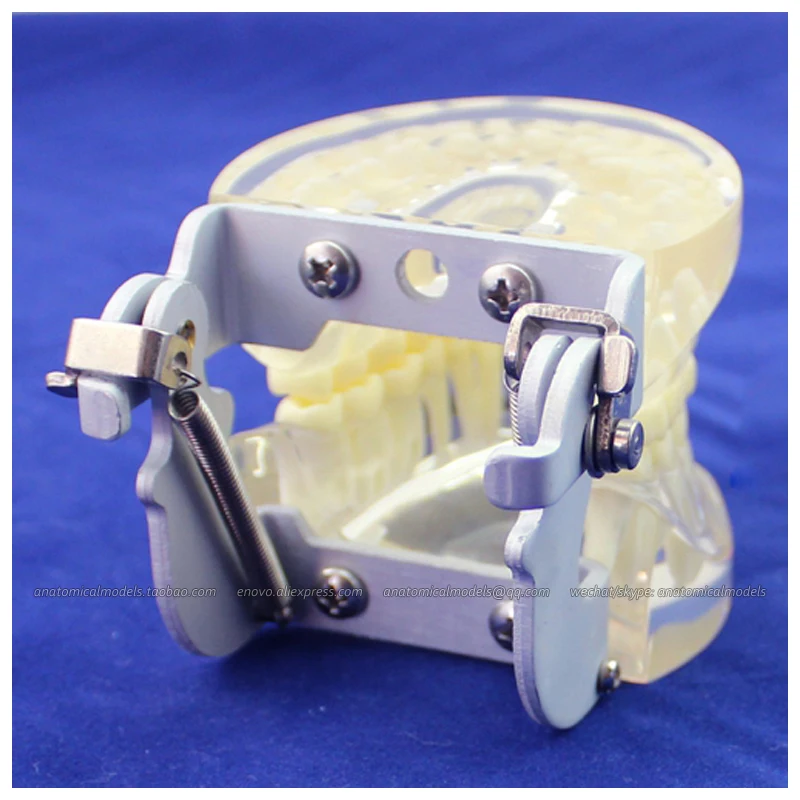 12572 / FE Articular Human Dental Teeth Model for Tooth Study, Medical Science Teaching Anatomical Models
12572 / FE Articular Human Dental Teeth Model for Tooth Study, Medical Science Teaching Anatomical Models