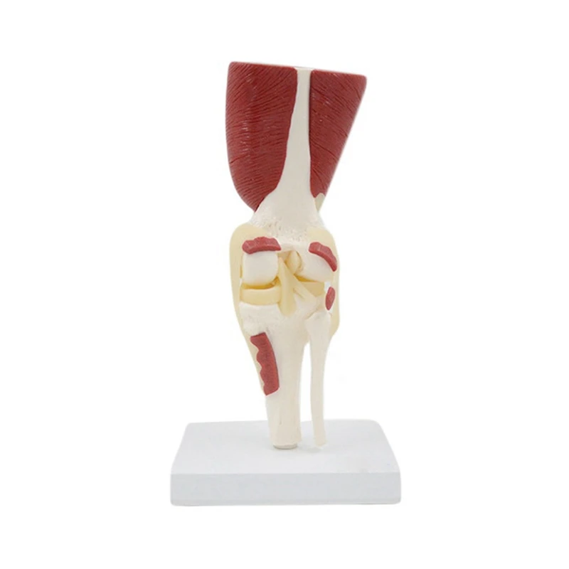 Knee Joint Model 1:1 Life Size Human Knee Joint Muscles Ligaments Anatomically Model for Teaching Display
Knee Joint Model 1:1 Life Size Human Knee Joint Muscles Ligaments Anatomically Model for Teaching Display