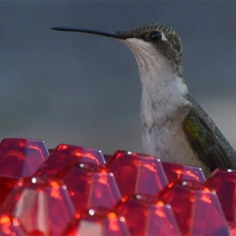 12oz Outdoor Hummingbird Feeder Bird Feeder With 30 Feeding Ports Outdoor Plastic Long Tube Bird Feeder Humming bird Bird Feede
12oz Outdoor Hummingbird Feeder Bird Feeder With 30 Feeding Ports Outdoor Plastic Long Tube Bird Feeder Humming bird Bird Feede