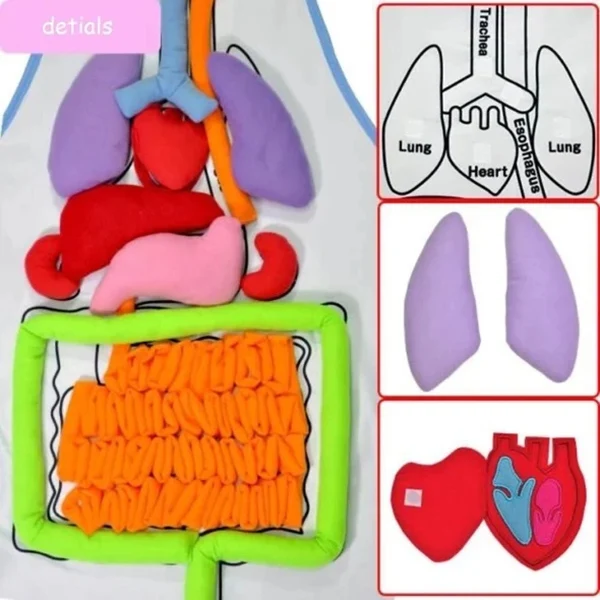 Montessori Early Education Children Three-Dimensional Simulated Organ Apron Science Physiological Education 3D Apron HVR88
Montessori Early Education Children Three-Dimensional Simulated Organ Apron Science Physiological Education 3D Apron HVR88