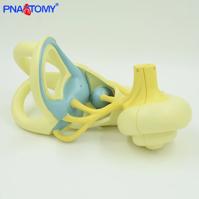 18 times Enlarged Acustic Labyrinth Model Inner Ear Anatomical Model Sense Organs Detachable Medical Teaching Tool Hospital Use
18 times Enlarged Acustic Labyrinth Model Inner Ear Anatomical Model Sense Organs Detachable Medical Teaching Tool Hospital Use