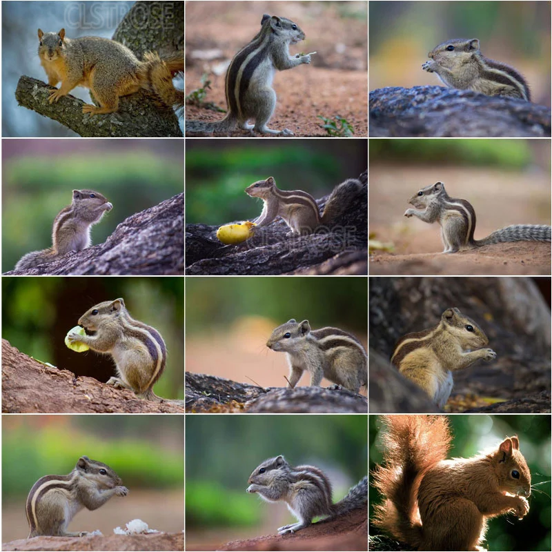 Diy Diamond Painting Lovely Gray Stripe with Brown Plush Little Squirrel Modern Style Living Room Furniture Sofa Wall Decor Art
Diy Diamond Painting Lovely Gray Stripe with Brown Plush Little Squirrel Modern Style Living Room Furniture Sofa Wall Decor Art