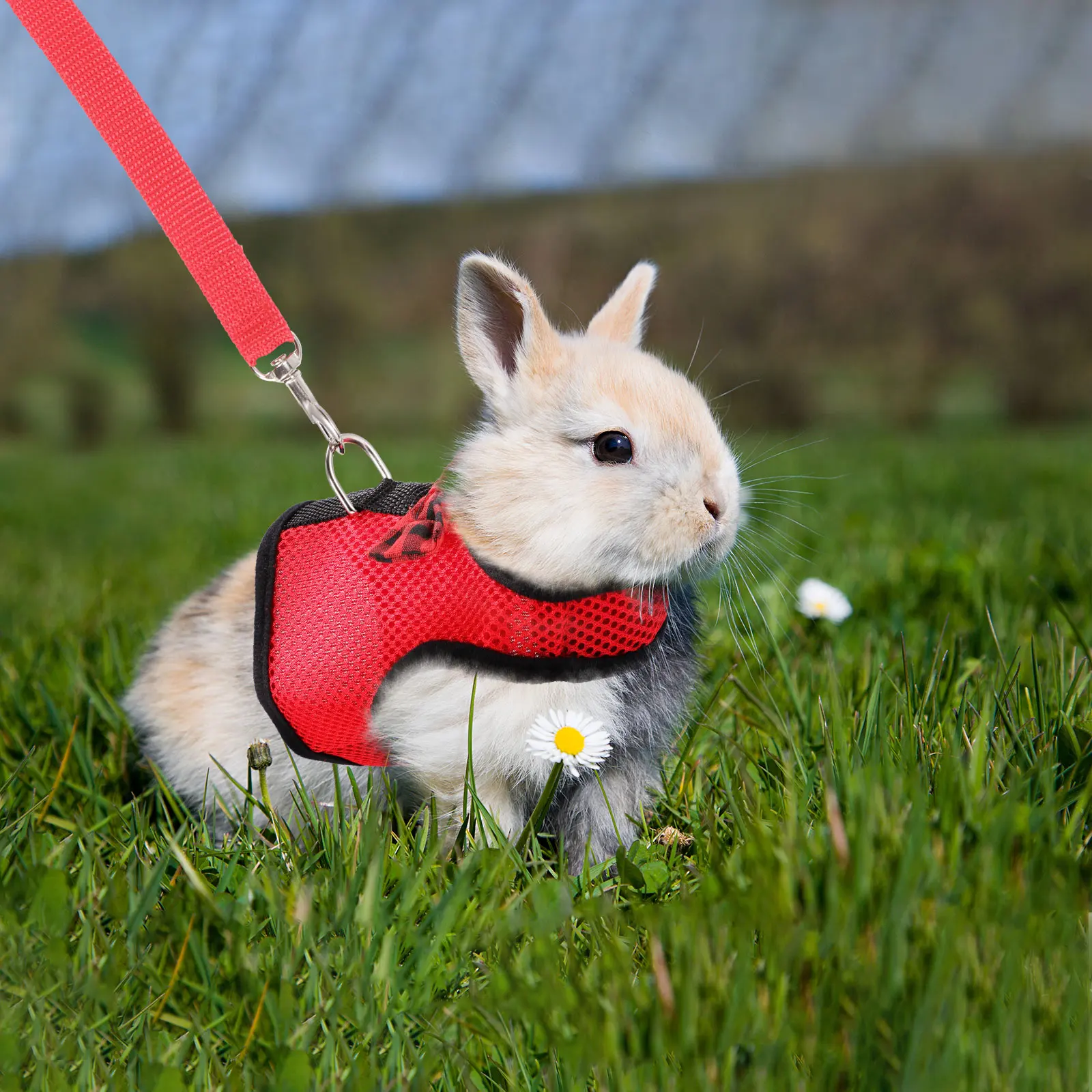 Rabbits Hamster Vest Harness With Leas Bunny Mesh Chest Strap Harnesses Ferret Guinea Pig Small Animals Pet Accessories S/M/L
Rabbits Hamster Vest Harness With Leas Bunny Mesh Chest Strap Harnesses Ferret Guinea Pig Small Animals Pet Accessories S/M/L