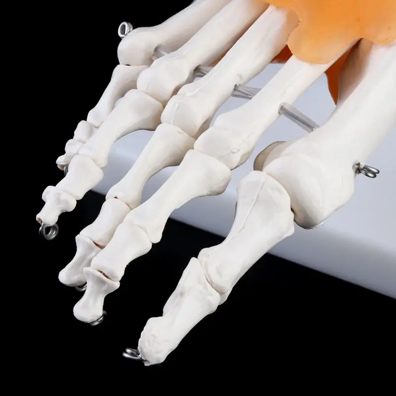 2021 New 1: 1 Human Skeleton Human Model Joint Anatomy Ankle Ligament Anatomically Teaching Resource Tool
2021 New 1: 1 Human Skeleton Human Model Joint Anatomy Ankle Ligament Anatomically Teaching Resource Tool
