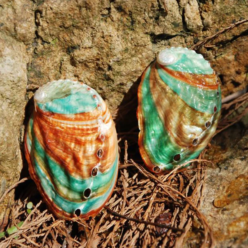 2Pcs 6-7cm Natural New Zealand Abalone Shell Big Conch DIY Home Decoration Aquarium Landscaping Wedding Crafts Gift Ocean Decor
2Pcs 6-7cm Natural New Zealand Abalone Shell Big Conch DIY Home Decoration Aquarium Landscaping Wedding Crafts Gift Ocean Decor