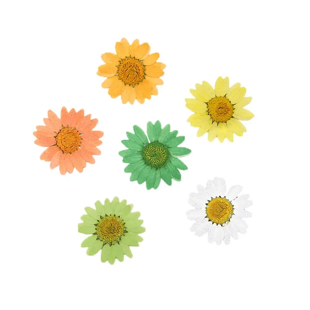 30pcs Daisy Dried Flowers DIY Handmade Plant Specimen Bracelet Necklace Pendant jewelry components From Real Flowers Material
30pcs Daisy Dried Flowers DIY Handmade Plant Specimen Bracelet Necklace Pendant jewelry components From Real Flowers Material