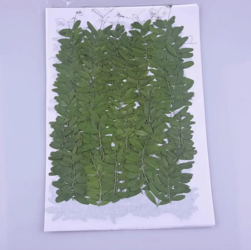 120 шт. прессованный высушенный фасоли узором из цветов и листьев гербарий для