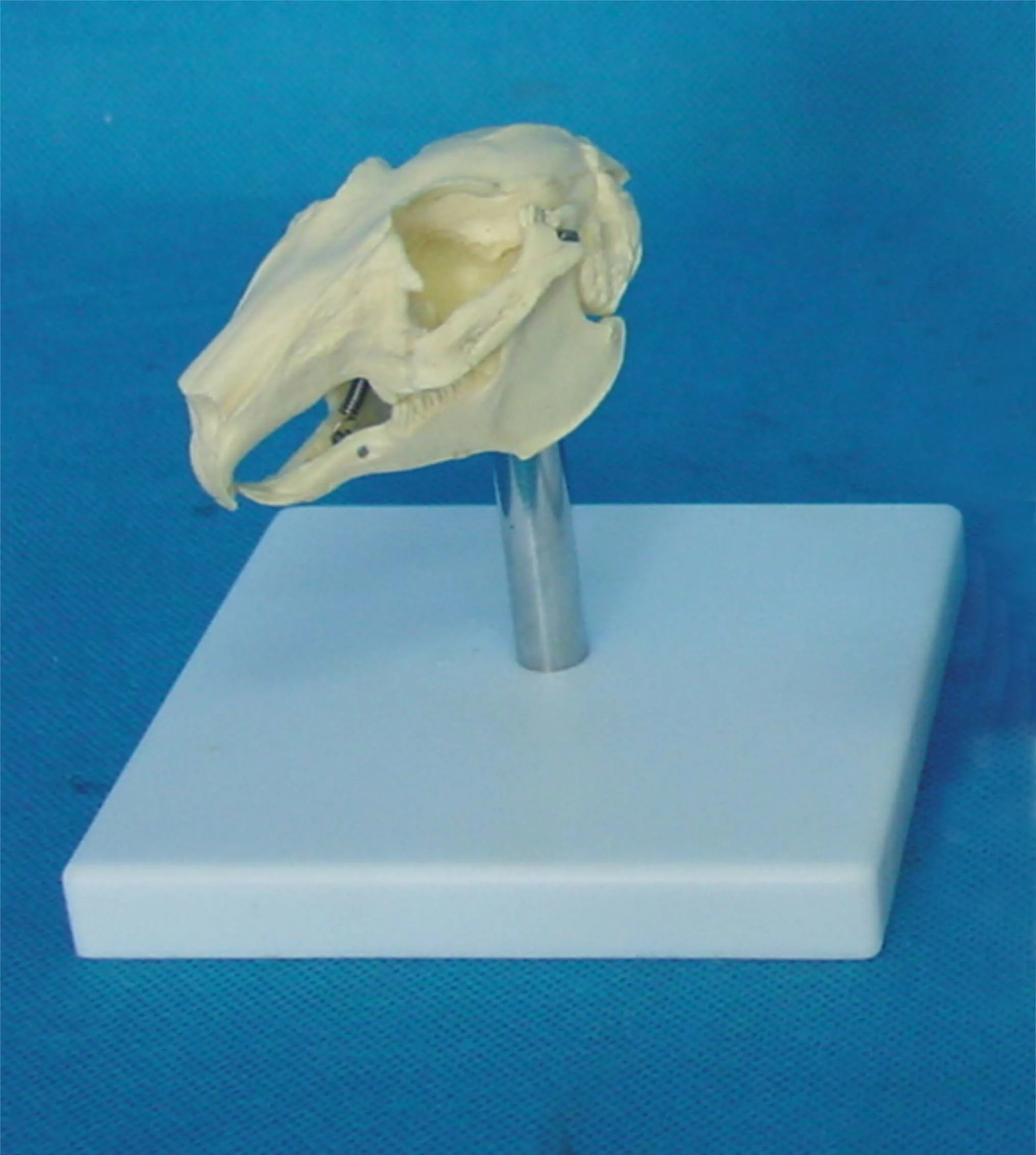Rabbit Head Bone Skull Skeleton Model Rabbit Skull Anatomical Model Medical Teaching Veterinary Anatomy Animal Skeleton Model
Rabbit Head Bone Skull Skeleton Model Rabbit Skull Anatomical Model Medical Teaching Veterinary Anatomy Animal Skeleton Model