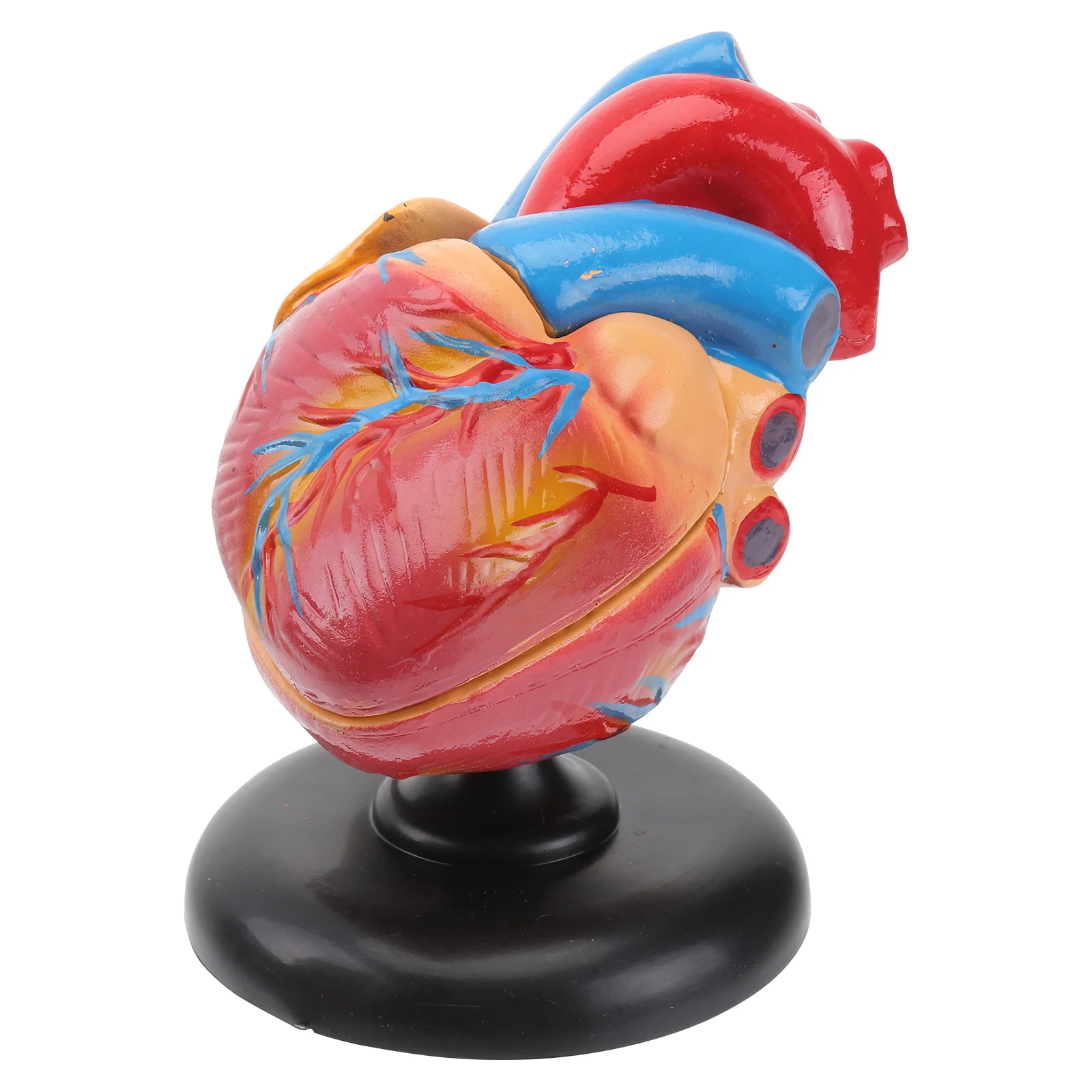 1Pc Human Heart Model with Removable Base Simulation Biology Teaching Instrument
1Pc Human Heart Model with Removable Base Simulation Biology Teaching Instrument