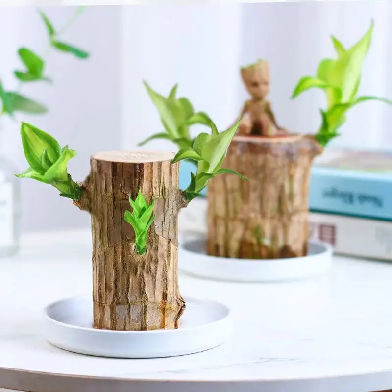 Grott Vase Plant Coto Mini Brazil Lucky Badan Small Decoration Hydroponic Wood Mini Plant Indoor Desktop Office Decoration
Grott Vase Plant Coto Mini Brazil Lucky Badan Small Decoration Hydroponic Wood Mini Plant Indoor Desktop Office Decoration