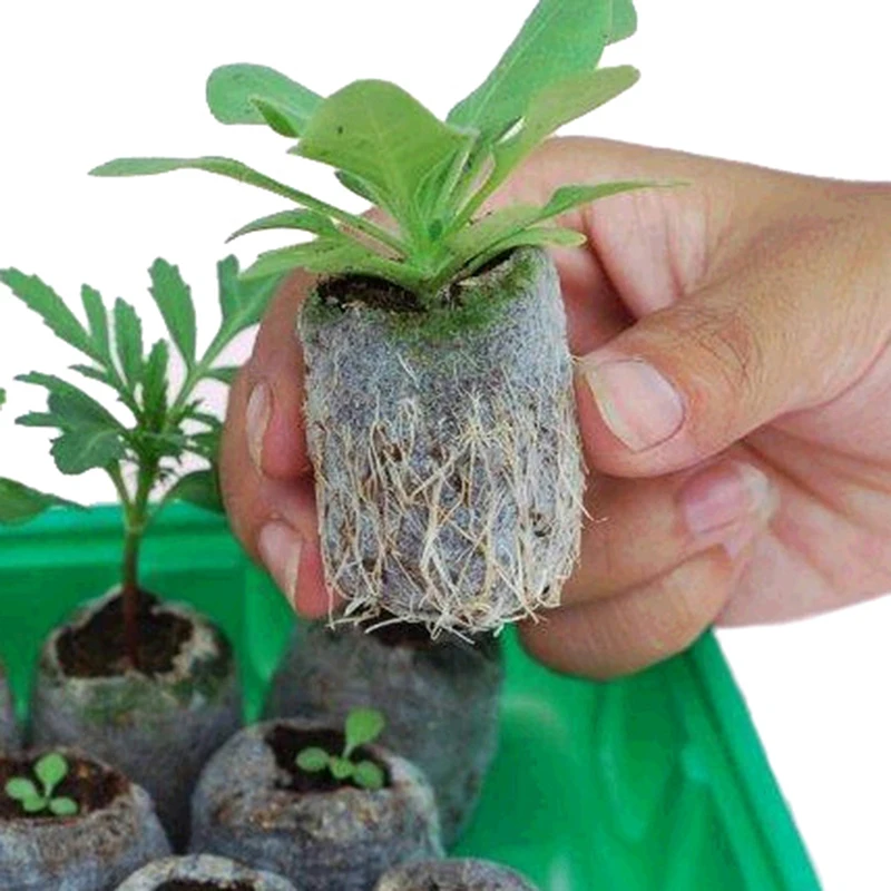 6pcs/pack Peat Pellets Seed Starting Plugs Seeds 35mm Nutritional Soil Block Starter Pallet Seedling Professional Easy To Use
6pcs/pack Peat Pellets Seed Starting Plugs Seeds 35mm Nutritional Soil Block Starter Pallet Seedling Professional Easy To Use