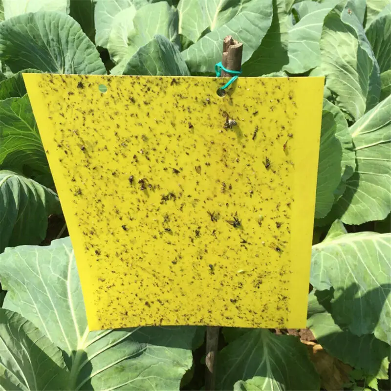 1-10pcs powerful fly sticky trap, bug sticky catch aphids, pest killer, outdoor fly board bait fly double trap yellow
1-10pcs powerful fly sticky trap, bug sticky catch aphids, pest killer, outdoor fly board bait fly double trap yellow