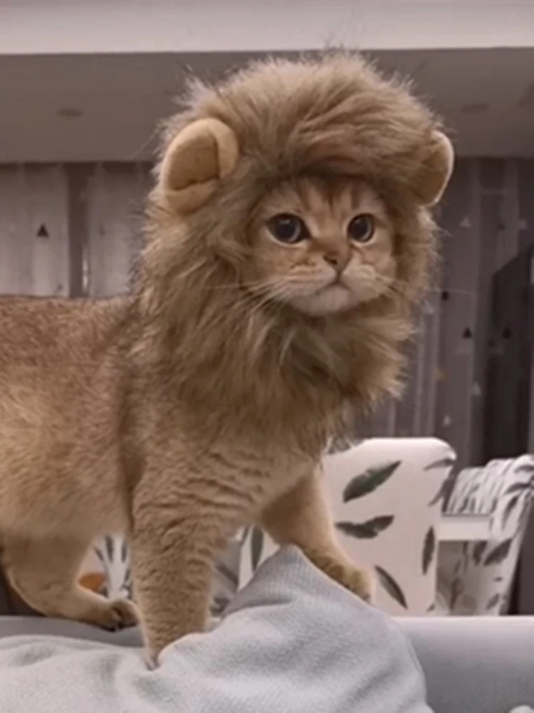 Pet lion headgear, rabbit ears, small dog, dog hat, cat cute and funny accessories, headwear, disguise
Pet lion headgear, rabbit ears, small dog, dog hat, cat cute and funny accessories, headwear, disguise
