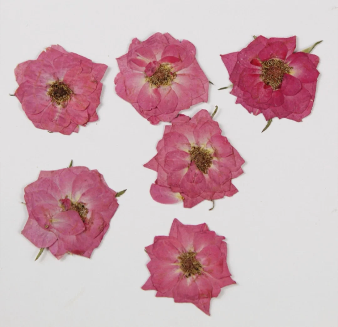 60pcs Pressed Dried Pink Rose Flower Plants Herbarium For Epoxy Resin Jewelry Making Bookmark Case Face Makeup Nail Art DIY
60pcs Pressed Dried Pink Rose Flower Plants Herbarium For Epoxy Resin Jewelry Making Bookmark Case Face Makeup Nail Art DIY