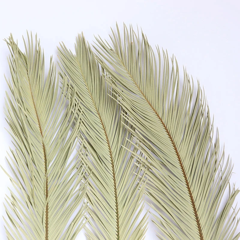 High Quality Iorn Cycad Leaves Long-Term Natural Preserved Dried Flower DIY Matrials Home Wedding Bussiness Openning Decoration
High Quality Iorn Cycad Leaves Long-Term Natural Preserved Dried Flower DIY Matrials Home Wedding Bussiness Openning Decoration