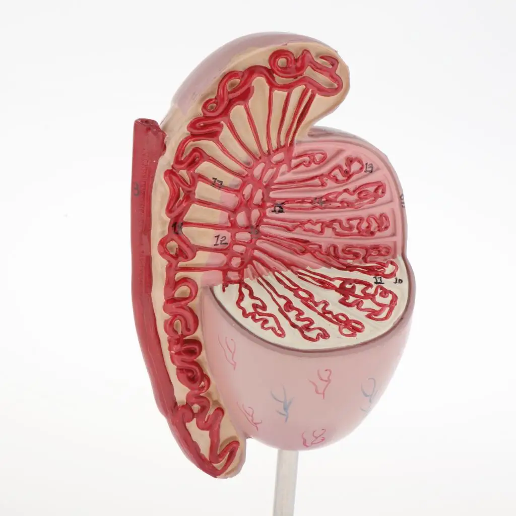 Testes Human Organs Model Internal and External Model for Medical Teaching
Testes Human Organs Model Internal and External Model for Medical Teaching