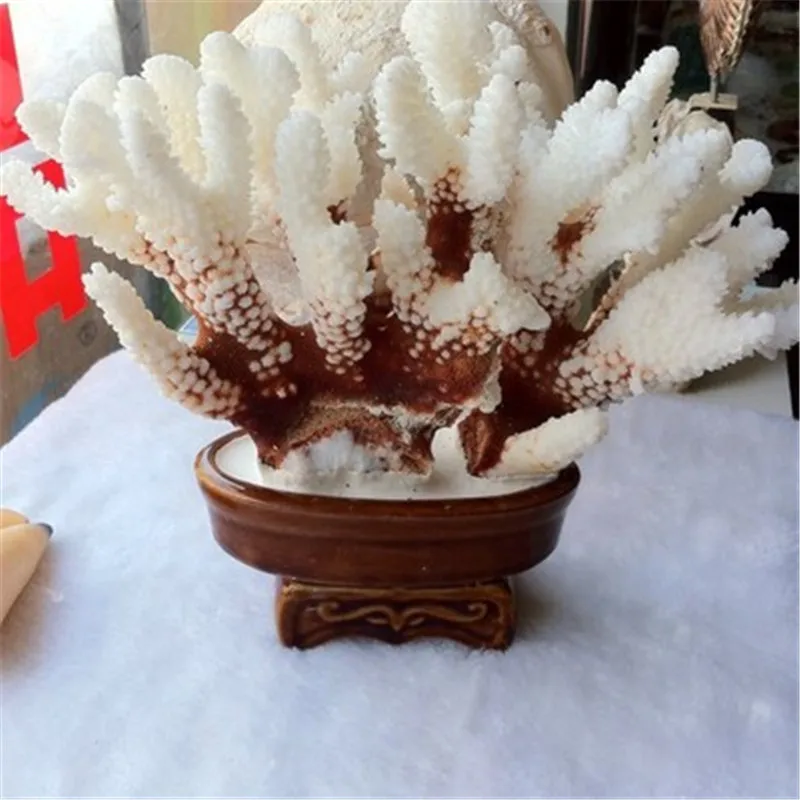 WHITE CORAL DECORATION BONSAI OFFICE ORNAMENT HOME LIVING ROOM WINE CABINET CEDRUS SCULPTURE WEDDING GIFTS X5405
WHITE CORAL DECORATION BONSAI OFFICE ORNAMENT HOME LIVING ROOM WINE CABINET CEDRUS SCULPTURE WEDDING GIFTS X5405