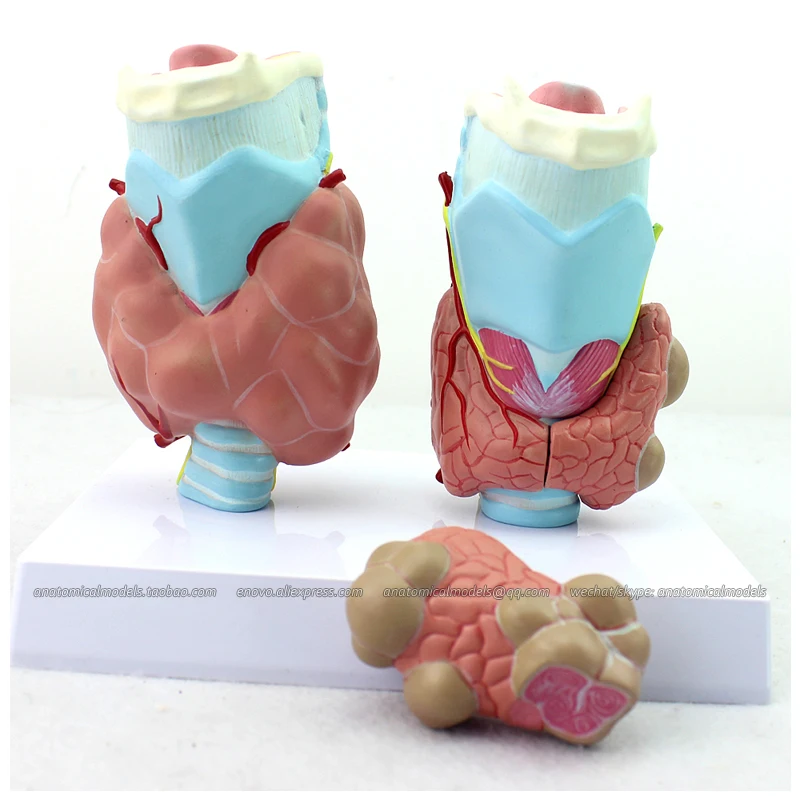 12550 / Human Anatomy Thyroid Diseases Model, Medical Science Educational Teaching Anatomical Models
12550 / Human Anatomy Thyroid Diseases Model, Medical Science Educational Teaching Anatomical Models
