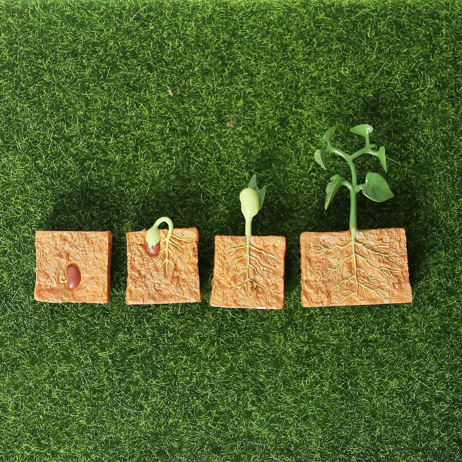 Simulation Life Cycle of a Green Bean Plant Growth Cycle Model Action Figures Collection Science Educational Toys for Children
Simulation Life Cycle of a Green Bean Plant Growth Cycle Model Action Figures Collection Science Educational Toys for Children