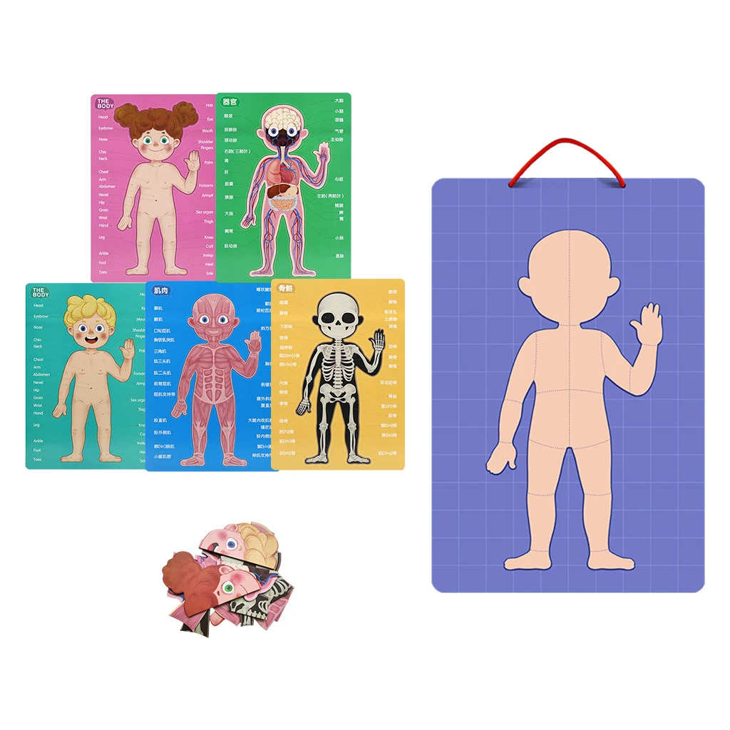 Kids Human Body Cognition Baby Early Educational Hanging Board Magnetic Human Body Puzzle Toys for More Than 6 Years Old Kids
Kids Human Body Cognition Baby Early Educational Hanging Board Magnetic Human Body Puzzle Toys for More Than 6 Years Old Kids